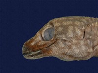 Tokay gecko Collection Image, Figure 9, Total 9 Figures